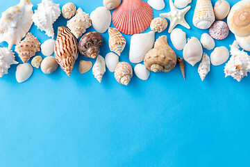 Image showing different sea shells on blue background