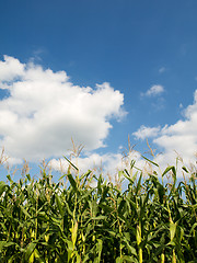 Image showing Corn crops field