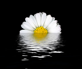 Image showing Daisy flower reflection