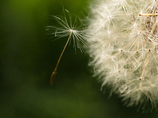 Image showing Dandelion macro