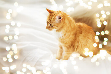 Image showing red tabby cat at home in bed