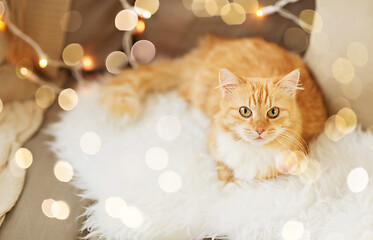 Image showing red tabby cat on sofa with sheepskin at home