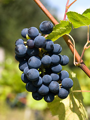 Image showing dark grapes closeup