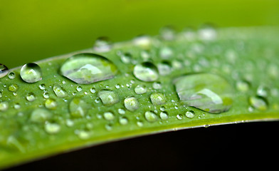 Image showing Rain drops on leaves 