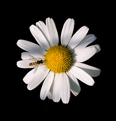 Image showing Daisy flower 