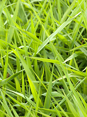 Image showing Beautiful fresh grass background