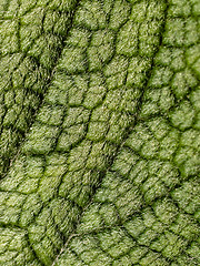 Image showing Hairy leaf