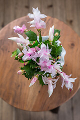 Image showing Christmas cactus (Schlumbergera) plant in pot 