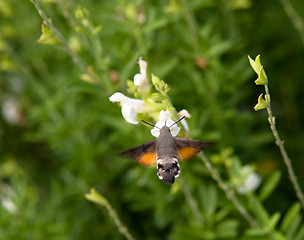 Image showing Hummingbird moth