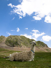 Image showing Llama lying down 