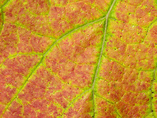 Image showing vineyard leaf macro