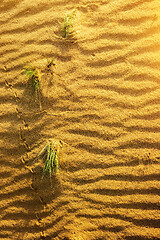 Image showing Yellow sand in desert