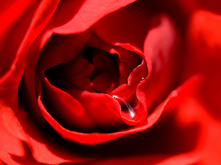 Image showing Red rose macro