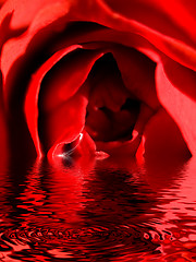 Image showing Beautiful red rose