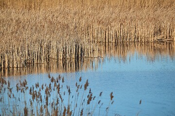 Image showing Swamp with plants growing