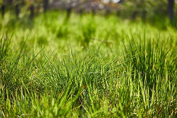 Image showing Green Grass Field