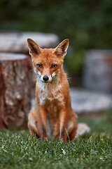 Image showing Fox at night in the countryside