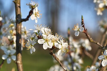 Image showing Spring blooming tree branch