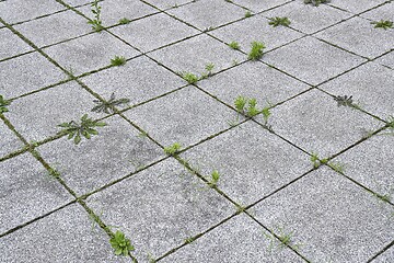 Image showing Weed growing in a deserted urban area