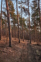 Image showing Forest of Pines walkway path