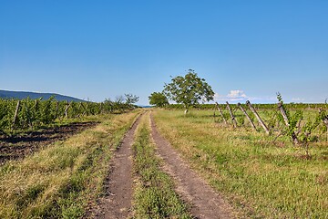 Image showing Country dirt road through farmlands