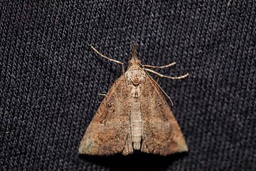 Image showing Moth on dark textile