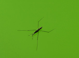 Image showing Water strider macro