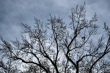 Image showing Bare tree branches