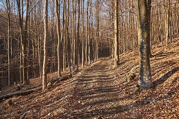 Image showing Autumn forest path