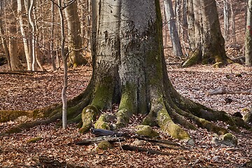 Image showing Tree Trunk in autumn