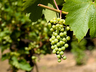 Image showing Wine grapes