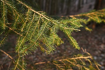 Image showing Pine Tree Branches