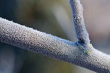 Image showing Winter tree branch closeup