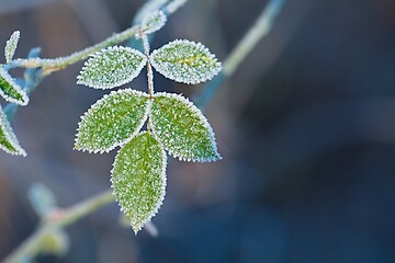 Image showing Frozen leaves with frost