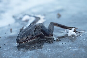 Image showing Frozen frog on ice