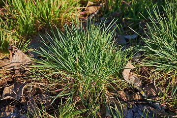 Image showing Green Grass Field