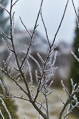 Image showing Icy Frosted Branches