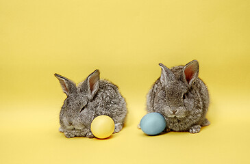 Image showing Easter bunny rabbits with painted eggs on yellow background. Easter holiday concept.