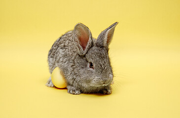Image showing Easter bunny rabbit with painted egg on yellow background. Easter holiday concept.