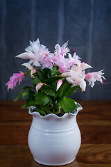 Image showing Christmas cactus (Schlumbergera) plant in pot 