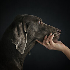 Image showing Weimariner dog at profile