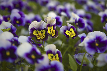 Image showing A field of violet-yellow violas