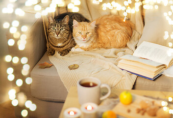 Image showing two cats lying on sofa at home