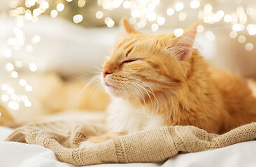 Image showing red cat sleeping on blanket at home in winter