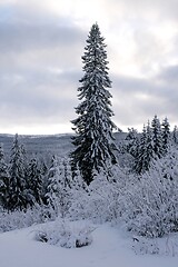 Image showing Spruce in winter