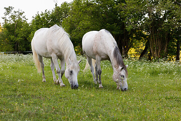 Image showing two white horse is grazing in a spring meadow