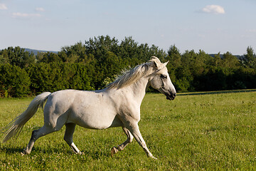 Image showing white horse running in spring pasture meadow