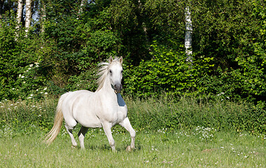 Image showing white horse running in spring pasture meadow