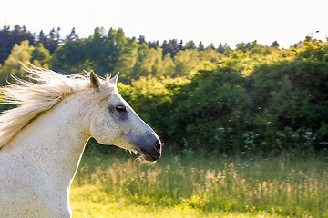 Image showing white horse running in spring pasture meadow