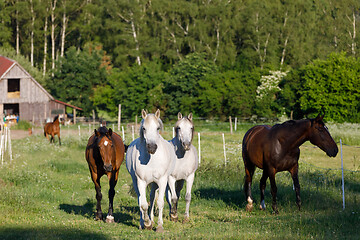 Image showing beautiful herd of horses in farm